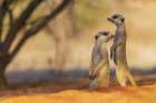 Pair of meerkats on the lookout for possible predators in the Kalahari Desert Art Print